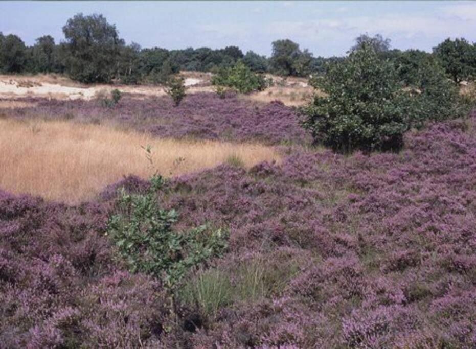 Natuurhuisje Oisterwijk Villa Eksteriør billede